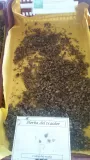 herba-del-traidor