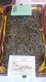 sajolida